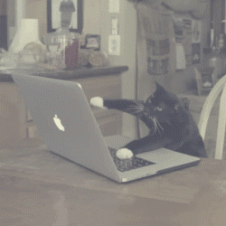 Animated GIF of cat typing furiously on a keyboard