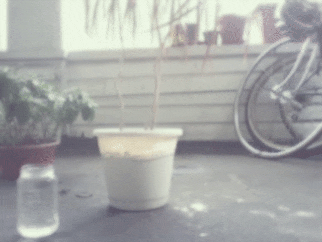 Animated GIF of two plants spinning next to the jar