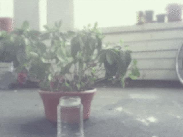 Animated GIF of the plant drinking water from the jar