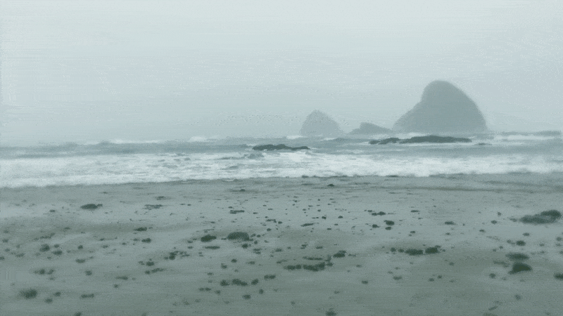 A cloudy beach, a jellyfish on the sand